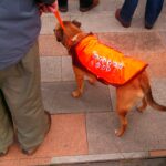 Dogs against Oyston-insantiy.