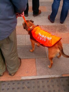 Dogs against Oyston-insantiy.